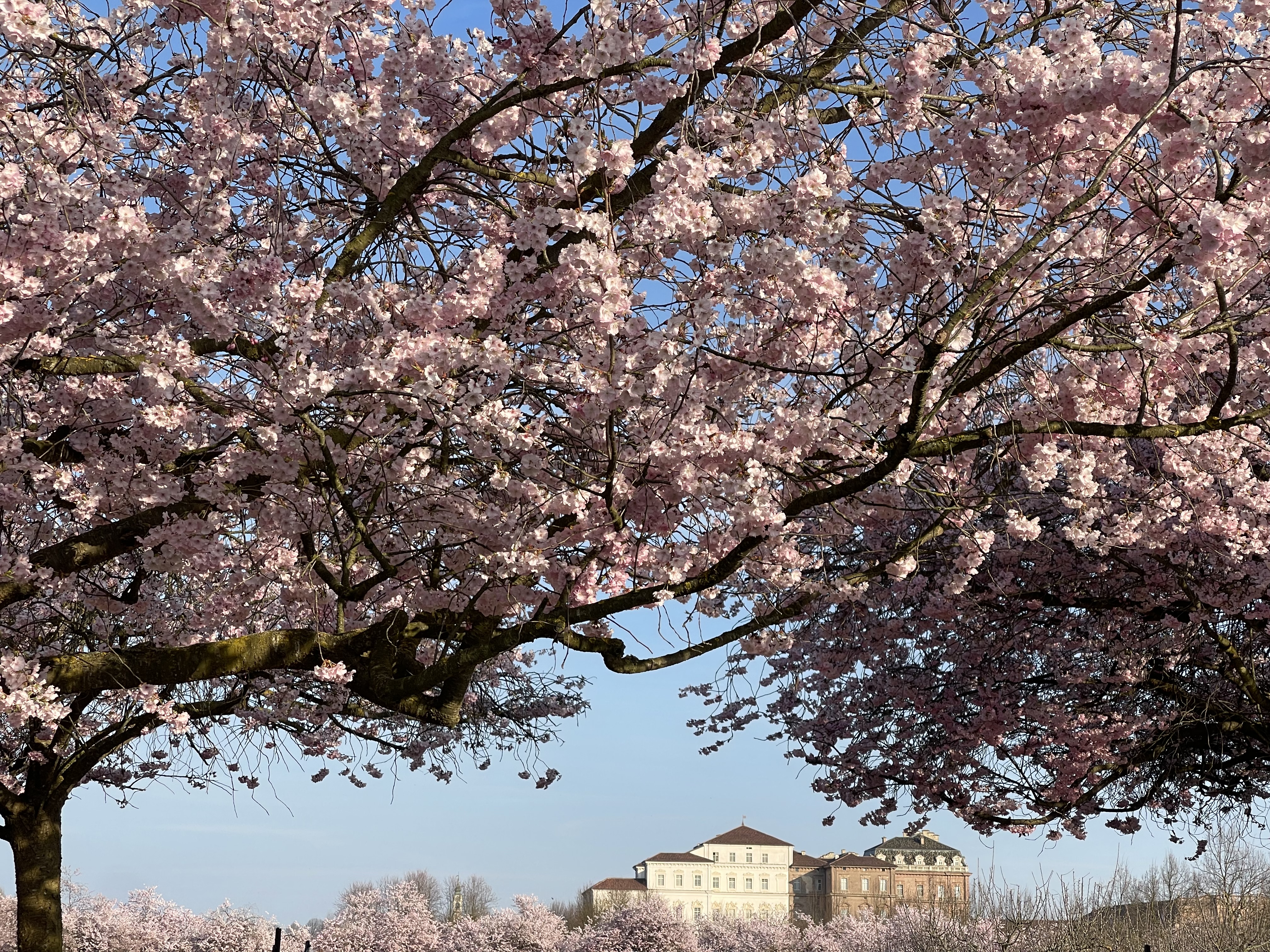 Ciliegi rosa in fiore davanti a edifici storici sotto un cielo azzurro